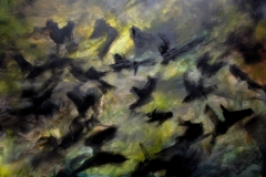 16251978_714715638695758_8298426379301930028_o